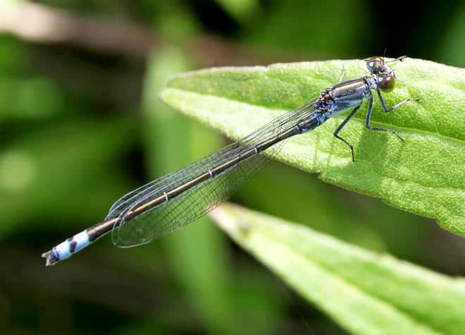 昆虫図鑑・クロイトトンボ